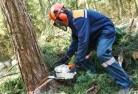 Norwood Southtree-felling-services-21.jpg; ?>