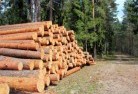 Norwood Southtree-felling-services-31.jpg; ?>
