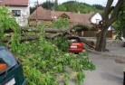 Norwood Southtree-felling-services-41.jpg; ?>